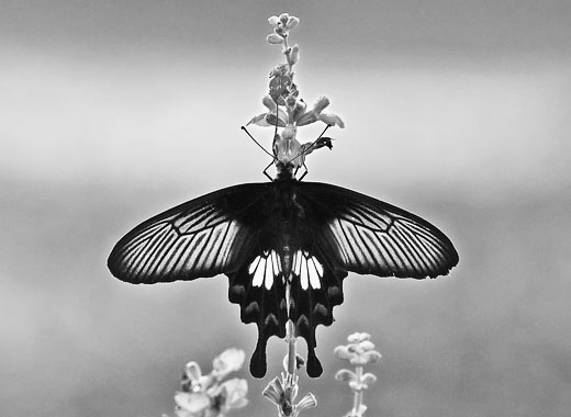 全能实用可靠的DDOS接单平台